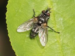 Phorocera