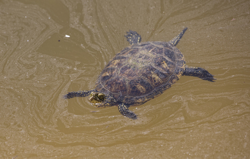 European Pond Turtle