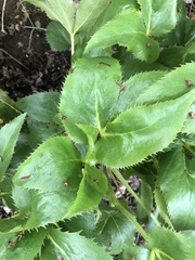 Helleborus lividus
