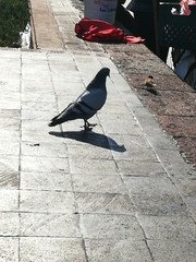 Columba livia domestica
