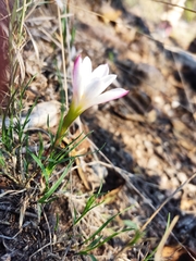 Zephyranthes