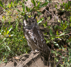 Bubo cinerascens