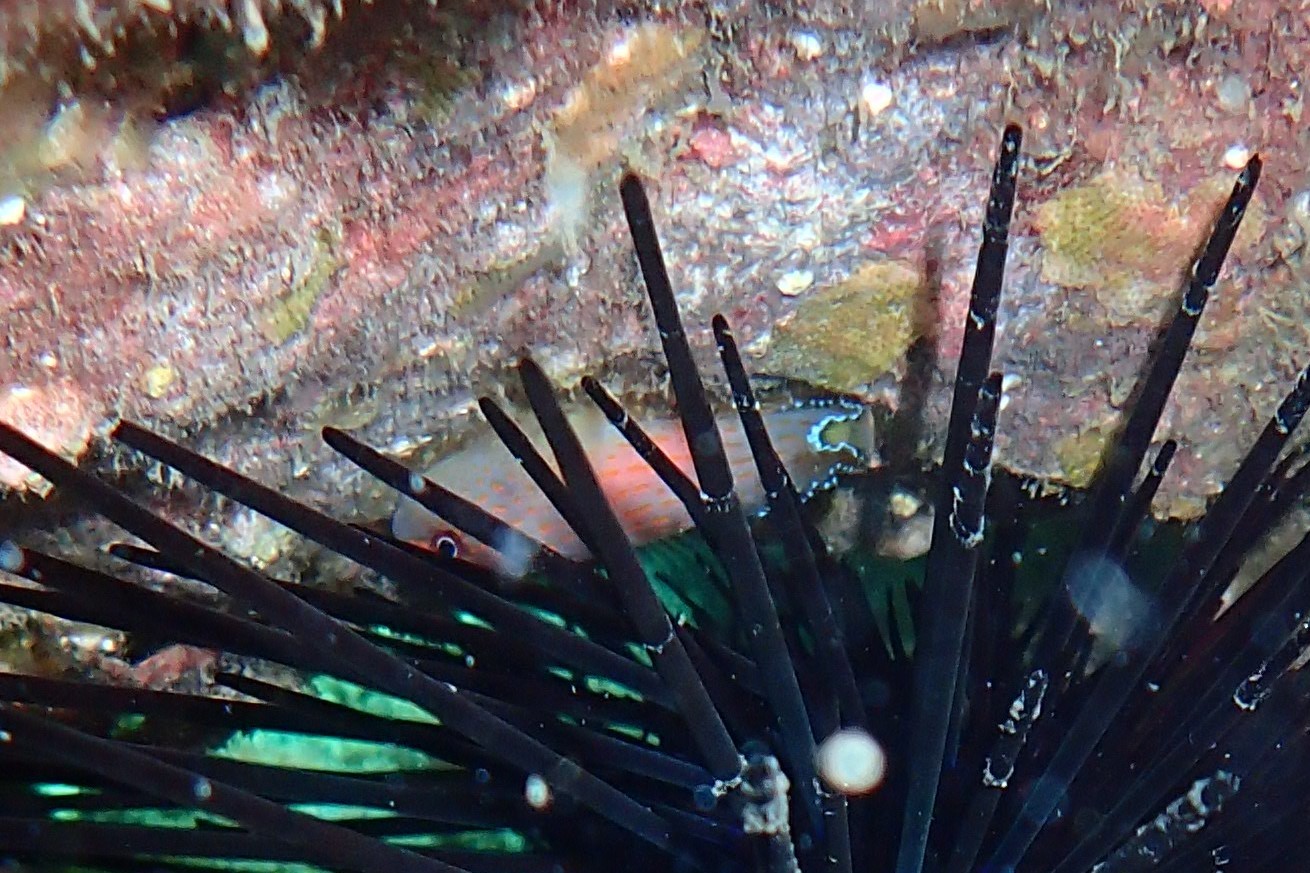 Lined Clingfish photo 2