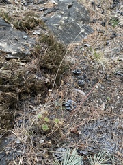 Chamaerhodos grandiflora