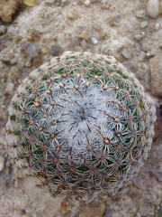 Mammillaria huitzilopochtli