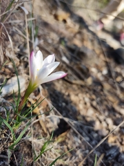 Zephyranthes