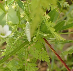 Pagaronia tredecimpunctata