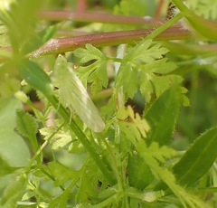 Pagaronia tredecimpunctata
