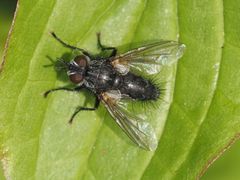 Phorocera