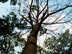 Ceiba pentandra