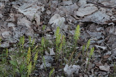 Equisetum sylvaticum image