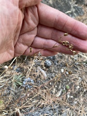 Chamaerhodos grandiflora