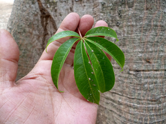 Ceiba pentandra