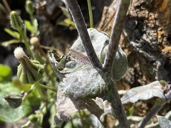 Golovinomyces sonchicola