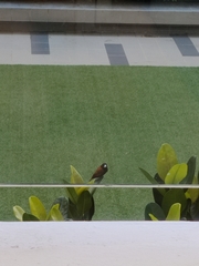 Lonchura atricapilla