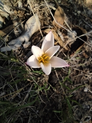 Zephyranthes