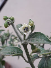 Capsiceae