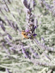 Apis mellifera