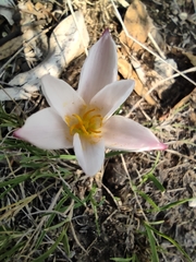 Zephyranthes