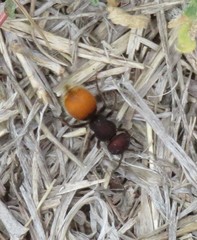 Pseudomethoca brazoria