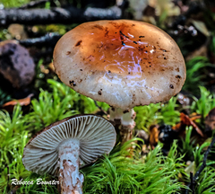 Cortinarius indolicus