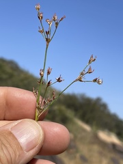 Juncus dubius