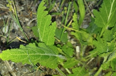 Salvia pratensis