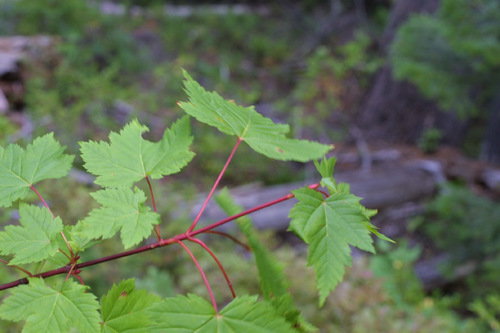 Rocky Mountain maple