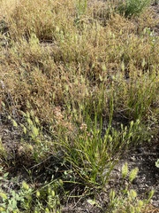 Juncus dubius