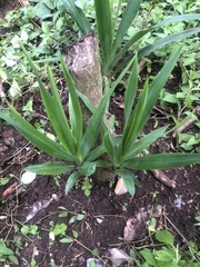 Agave desmettiana