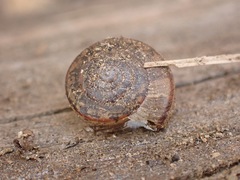 Helminthoglypta traskii