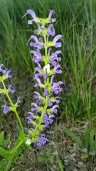 Salvia pratensis