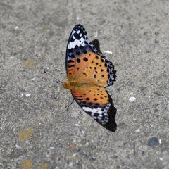 Argynnis hyperbius