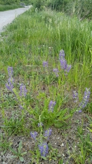 Salvia pratensis