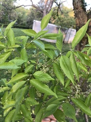 Fraxinus chinensis