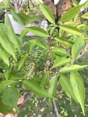 Fraxinus chinensis