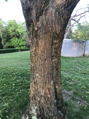 Fraxinus chinensis