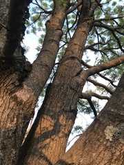 Fraxinus chinensis