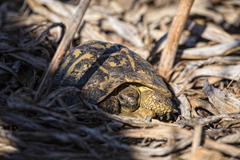 Testudo hermanni hermanni