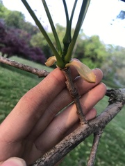 Fraxinus chinensis