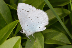 Celastrina argiolus