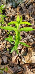 Silene stellata