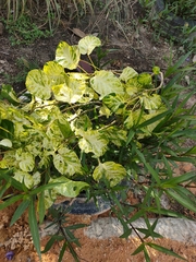 Alnus hirsuta