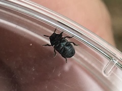 Saxinis saucia