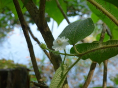 Miconia octona