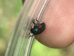 Saxinis saucia