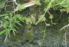 Prodasineura croconota