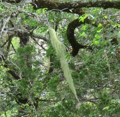 Usnea trichodea
