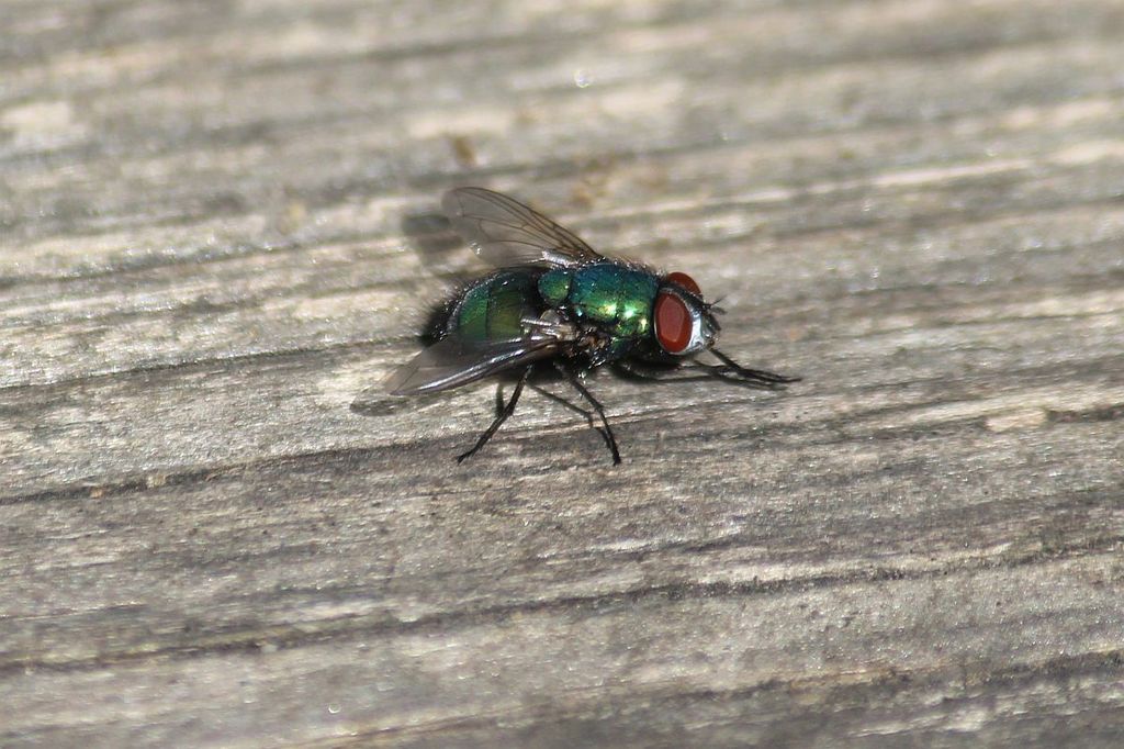 Common European Greenbottle Fly from Netherton, Dudley, UK on April 30 ...