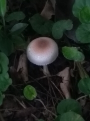Agaricales